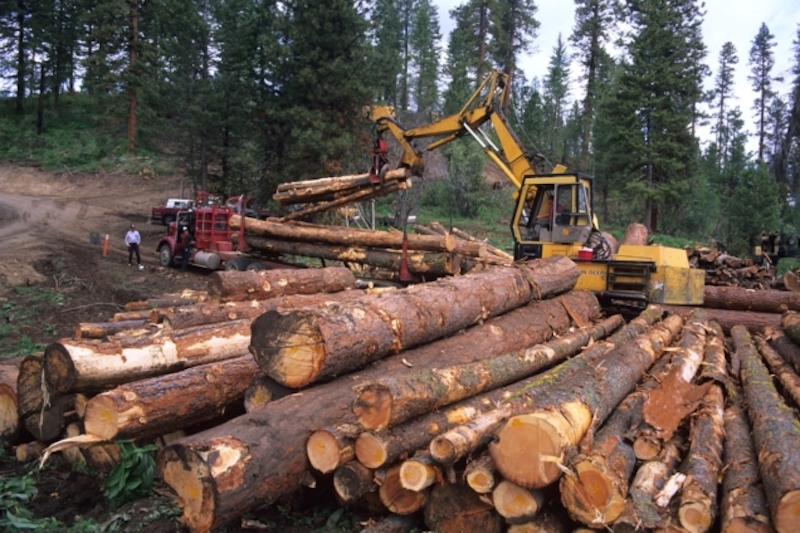 Five dead as two groups of illegal timber loggers clash in Sefwi Agyemadiem